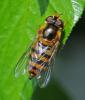 Epistrophe nitidicollis